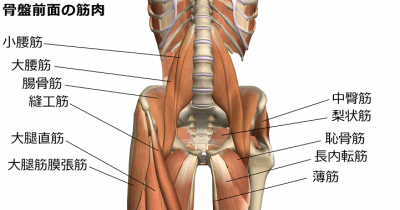 股関節の治療